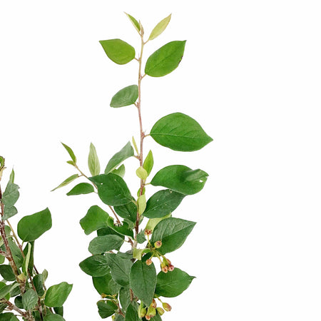 Cotoneaster, 1 gal, Hedge/Peking - Floral Acres Greenhouse & Garden Centre