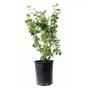 Cotoneaster, 1 gal, Hedge/Peking - Floral Acres Greenhouse & Garden Centre