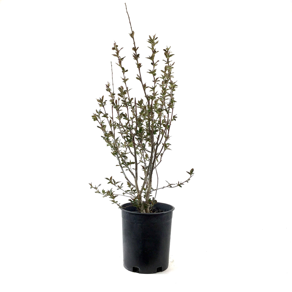 Cotoneaster, 1 gal, Hedge/Peking - Floral Acres Greenhouse & Garden Centre