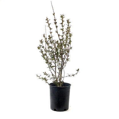 Cotoneaster, 1 gal, Hedge/Peking - Floral Acres Greenhouse & Garden Centre
