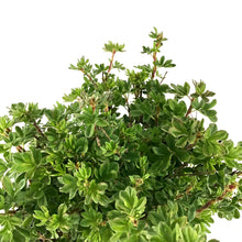 Load image into Gallery viewer, Potentilla, 2 gal, Citrus Tart™ - Floral Acres Greenhouse &amp; Garden Centre
