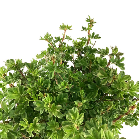 Potentilla, 2 gal, Citrus Tart™ - Floral Acres Greenhouse & Garden Centre