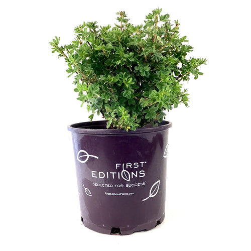 Potentilla, 2 gal, Citrus Tart™ - Floral Acres Greenhouse & Garden Centre