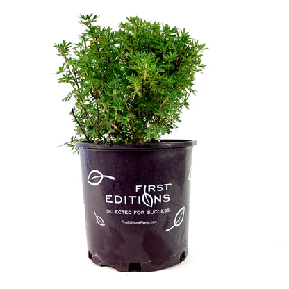 Potentilla, 2 gal, Marmalade® - Floral Acres Greenhouse & Garden Centre