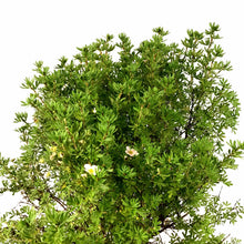 Load image into Gallery viewer, Potentilla, 2 gal, Pink Beauty - Floral Acres Greenhouse &amp; Garden Centre
