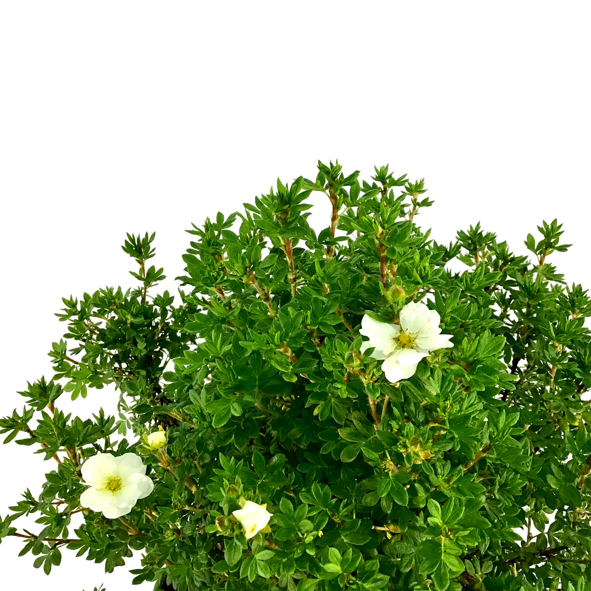Potentilla, 2 gal, Morden Snow - Floral Acres Greenhouse & Garden Centre