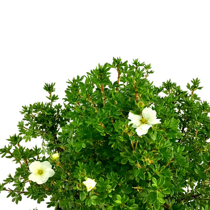 Potentilla, 2 gal, Morden Snow - Floral Acres Greenhouse & Garden Centre