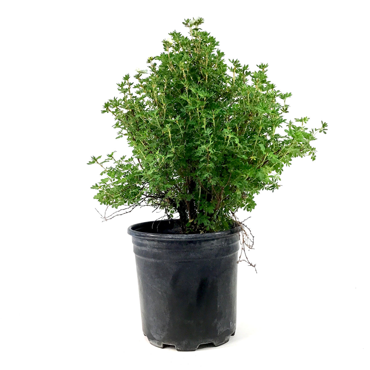 Potentilla, 2 gal, Morden Snow - Floral Acres Greenhouse & Garden Centre