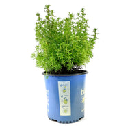 Potentilla, 2 gal, Bella Sol® - Floral Acres Greenhouse & Garden Centre