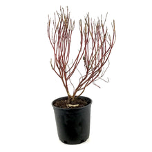 Load image into Gallery viewer, Dogwood, 2 gal, Ivory Halo® - Floral Acres Greenhouse &amp; Garden Centre
