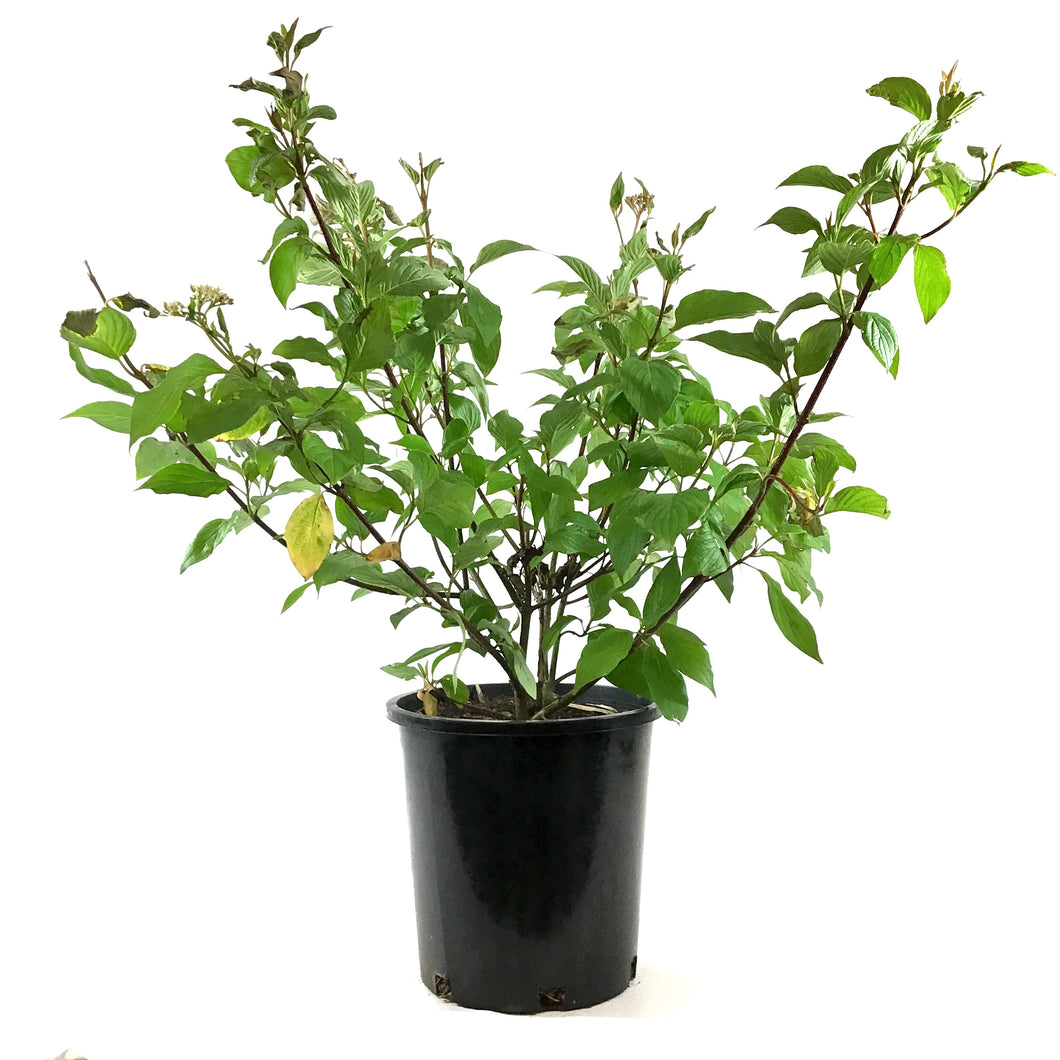 Dogwood, 2 gal, Red Osier - Floral Acres Greenhouse & Garden Centre