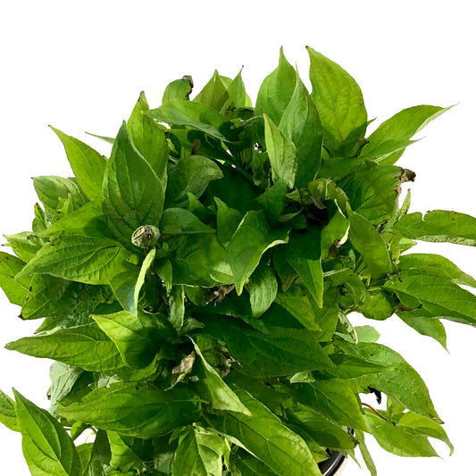 Dogwood, 2 gal, Arctic Fire® - Floral Acres Greenhouse & Garden Centre