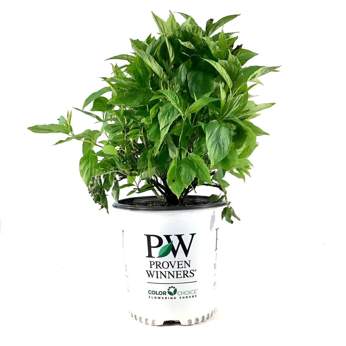 Dogwood, 2 gal, Arctic Fire® - Floral Acres Greenhouse & Garden Centre
