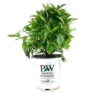 Dogwood, 2 gal, Arctic Fire® - Floral Acres Greenhouse & Garden Centre