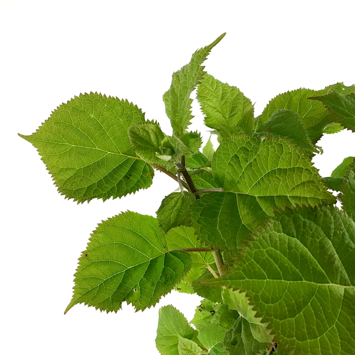 Hydrangea, 2 gal, Incrediball® Blush - Floral Acres Greenhouse & Garden Centre