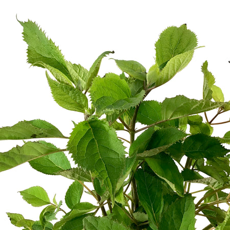 Hydrangea, 2 gal, Little Lime® - Floral Acres Greenhouse & Garden Centre