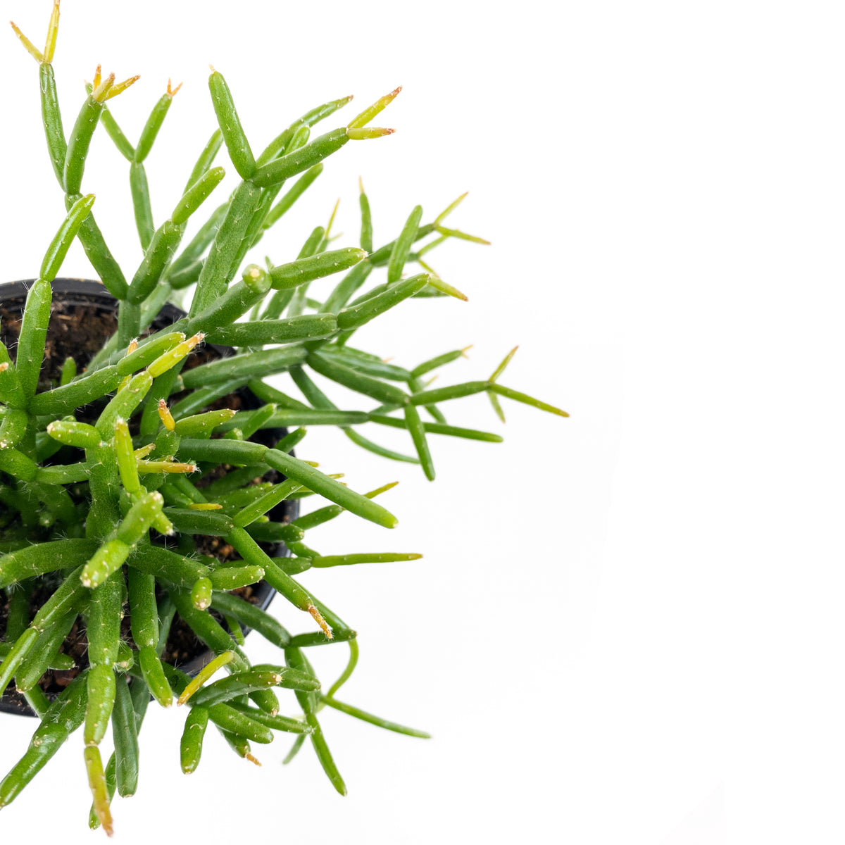 Cactus, 4in, Rhipsalis Baccifera (Mistletoe Cact.) - Floral Acres Greenhouse & Garden Centre