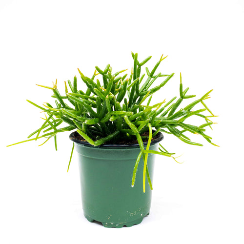 Cactus, 4in, Rhipsalis Baccifera (Mistletoe Cact.) - Floral Acres Greenhouse & Garden Centre