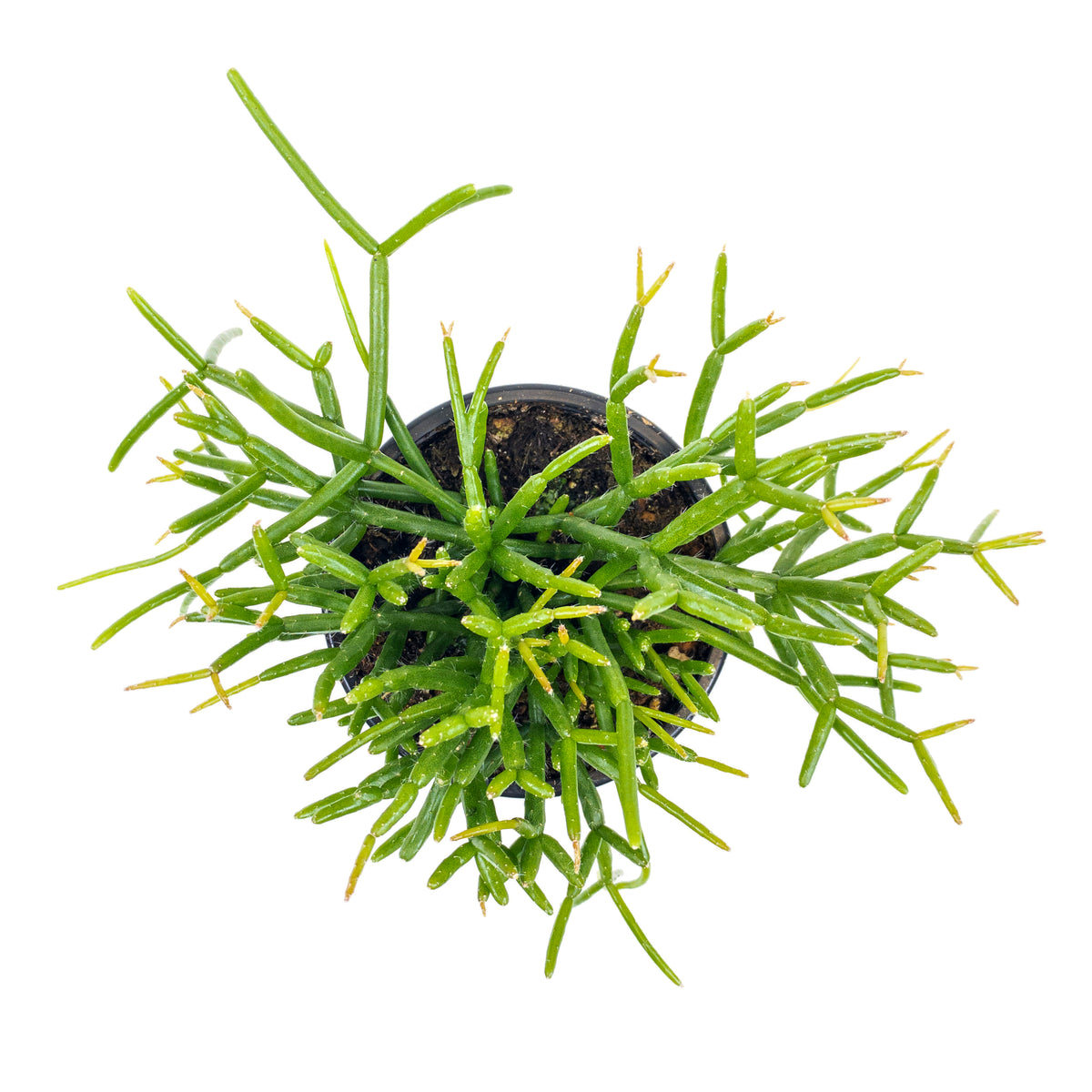 Cactus, 4in, Rhipsalis Baccifera (Mistletoe Cact.) - Floral Acres Greenhouse & Garden Centre