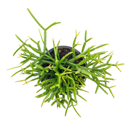 Cactus, 4in, Rhipsalis Baccifera (Mistletoe Cact.) - Floral Acres Greenhouse & Garden Centre