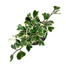 Load image into Gallery viewer, Ficus, 6in, Triangularis Variegata - Floral Acres Greenhouse &amp; Garden Centre
