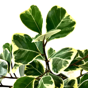 Ficus, 6in, Triangularis Variegata - Floral Acres Greenhouse & Garden Centre