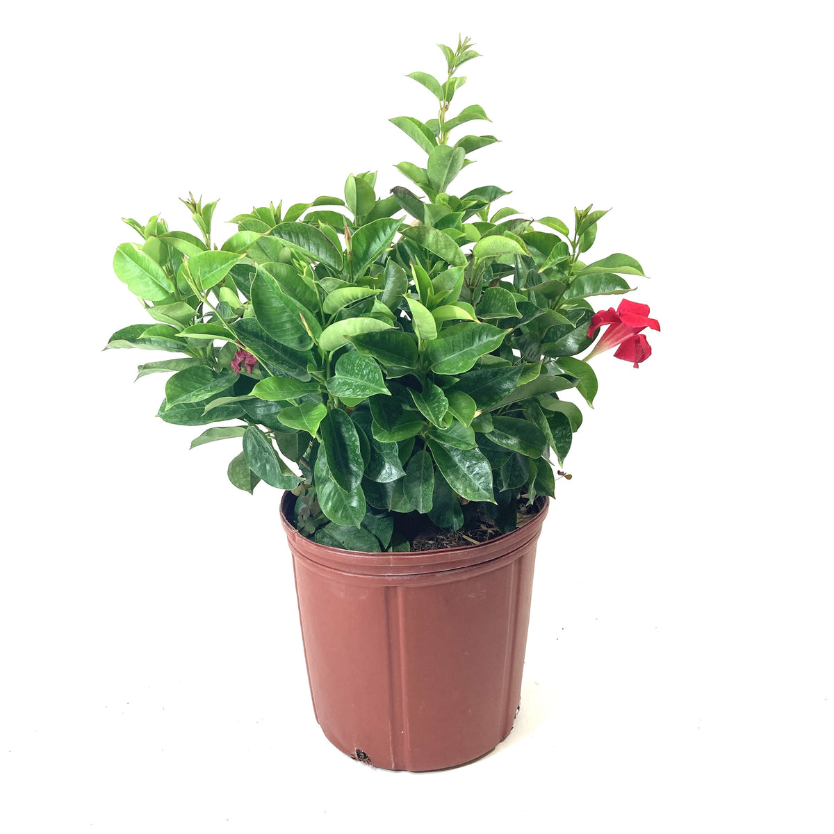 Dipladenia, 10in, Pink Bush - Floral Acres Greenhouse & Garden Centre