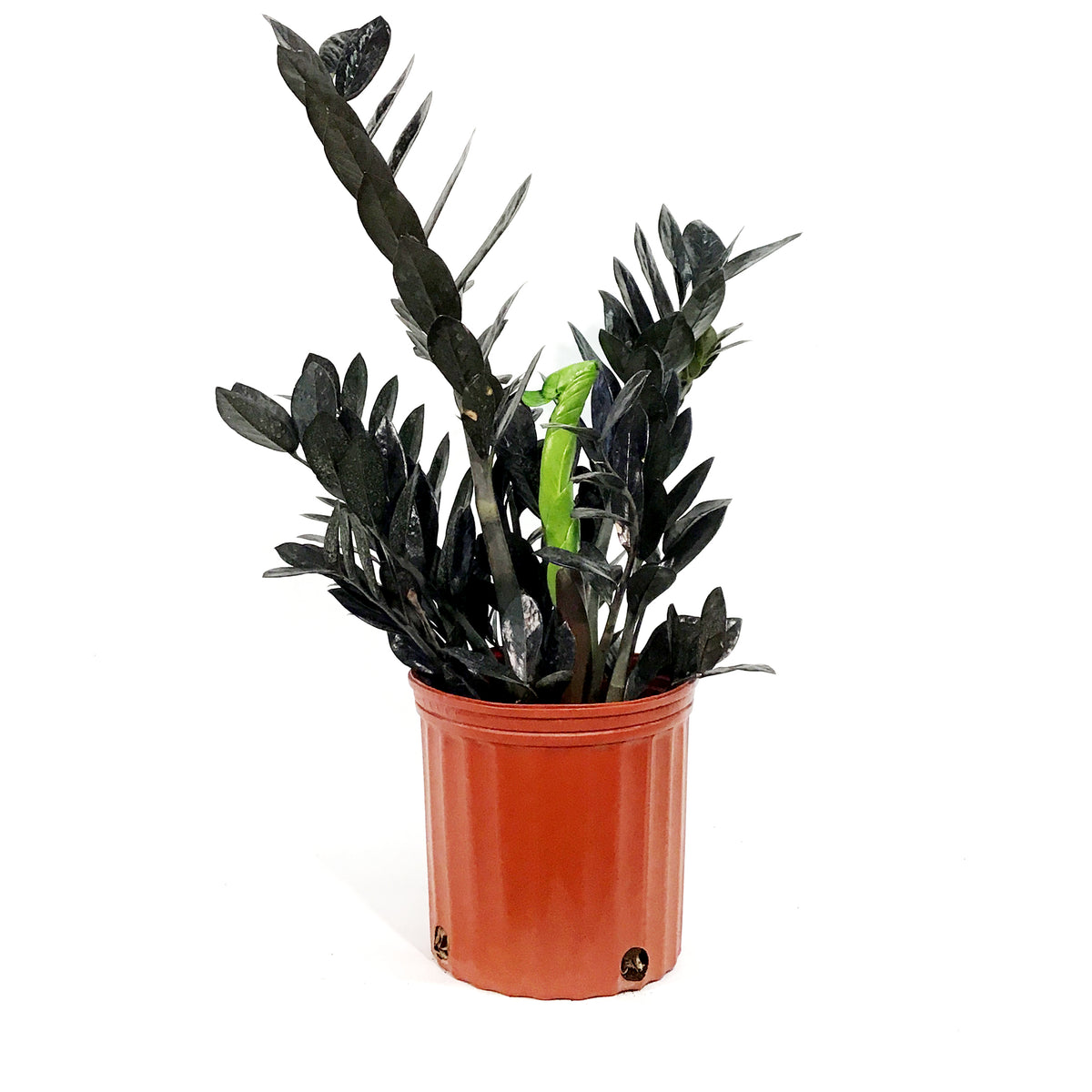 Zamioculcas, 10in, Zamiifolia Raven