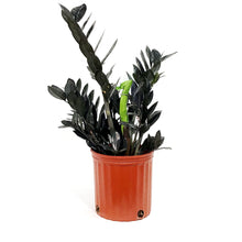 Load image into Gallery viewer, Zamioculcas, 10in, Zamiifolia Raven
