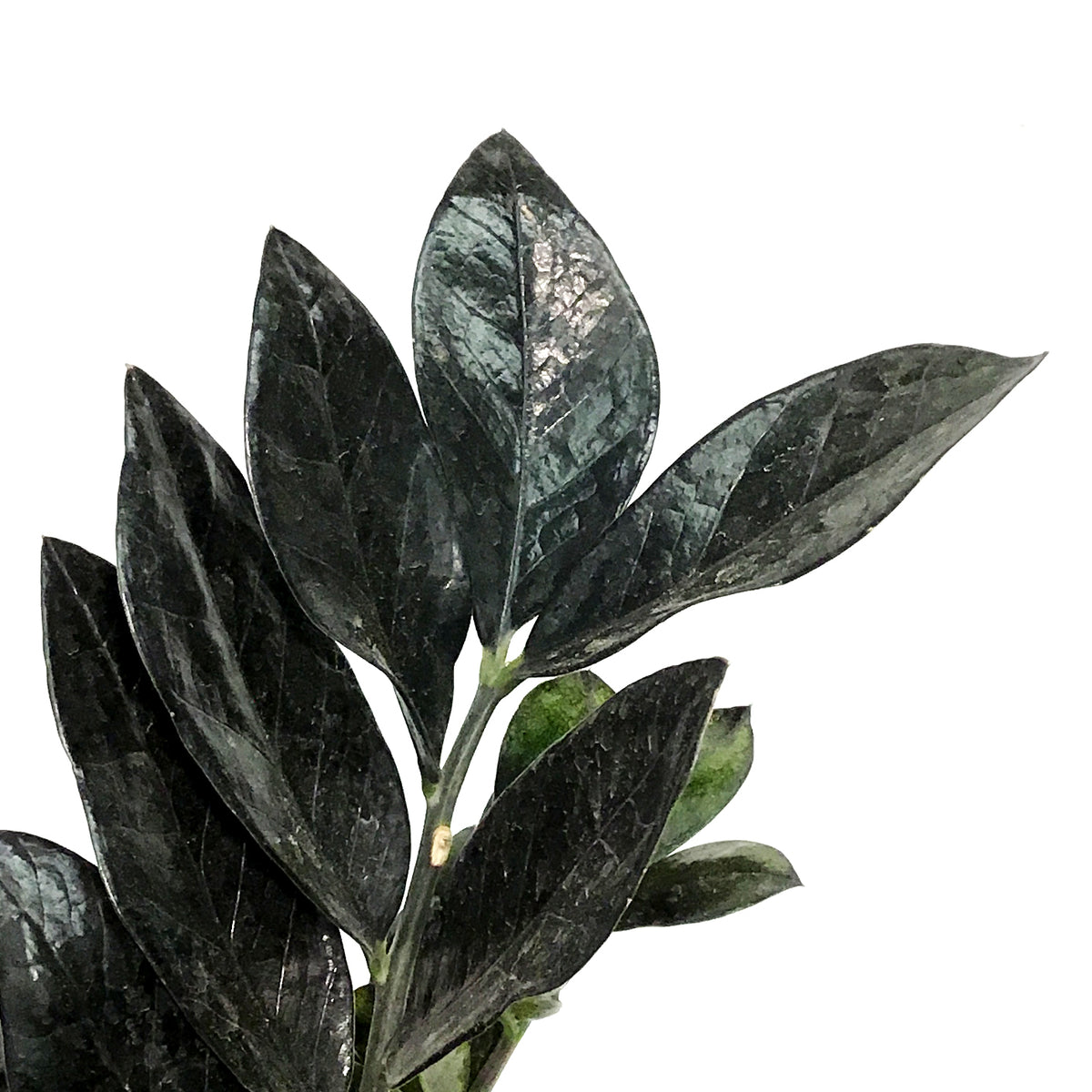 Zamioculcas, 10in, Zamiifolia Raven