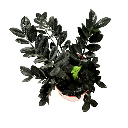 Zamioculcas, 10in, Zamiifolia Raven