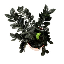 Load image into Gallery viewer, Zamioculcas, 10in, Zamiifolia Raven
