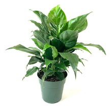 Load image into Gallery viewer, Spathiphyllum, 6in, Peace Lily - Floral Acres Greenhouse &amp; Garden Centre

