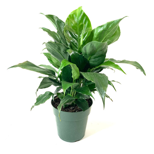Spathiphyllum, 6in, Peace Lily - Floral Acres Greenhouse & Garden Centre