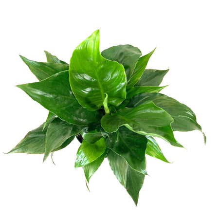 Spathiphyllum, 6in, Peace Lily - Floral Acres Greenhouse & Garden Centre