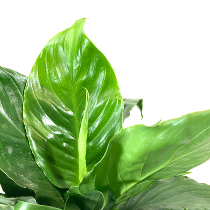 Spathiphyllum, 6in, Peace Lily - Floral Acres Greenhouse & Garden Centre