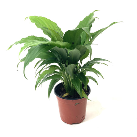 Spathiphyllum, 4in, Peace Lily - Floral Acres Greenhouse & Garden Centre