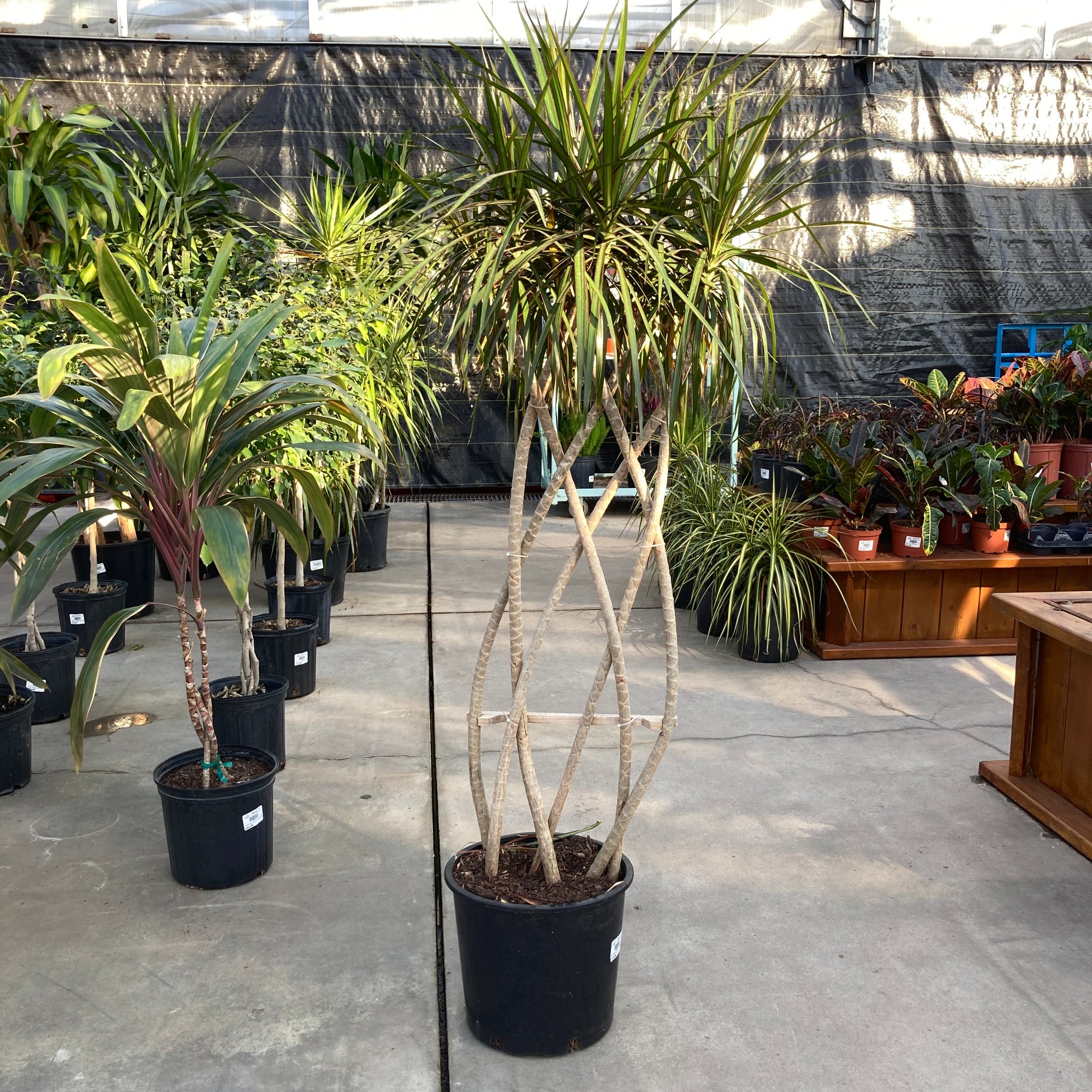dracaena marginata open weave Dracaena, 12in, Marginata Flat Weave Braid – Floral Acres Greenhouse & Garden Centre