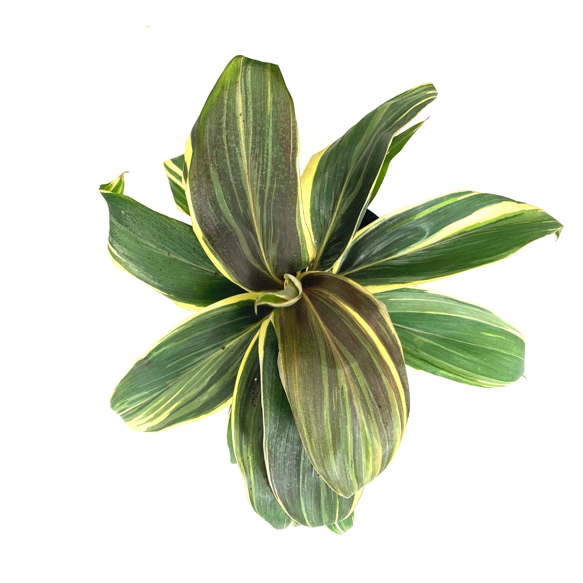 Cordyline, 6in, Mocha Latte - Floral Acres Greenhouse & Garden Centre