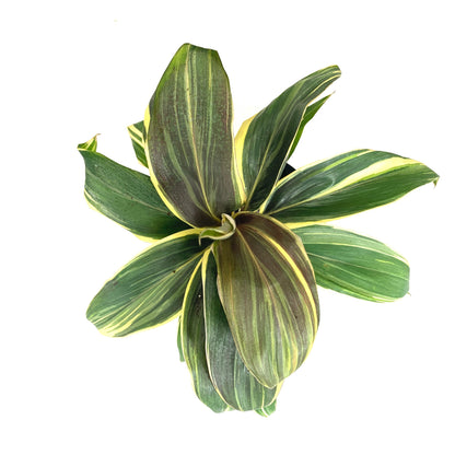 Cordyline, 6in, Mocha Latte - Floral Acres Greenhouse & Garden Centre
