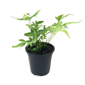 Fern, 4in, Club Foot Variegated - Floral Acres Greenhouse & Garden Centre