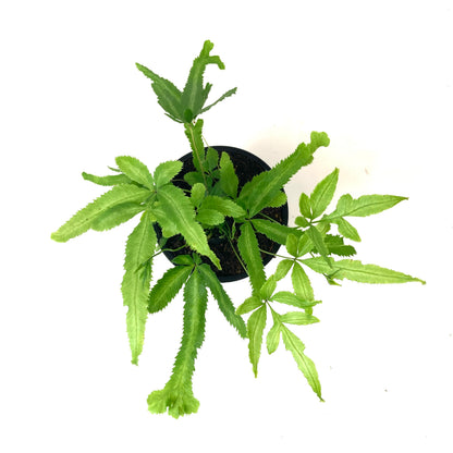 Fern, 4in, Club Foot Variegated - Floral Acres Greenhouse & Garden Centre