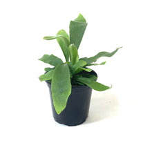 Load image into Gallery viewer, Fern, 4in, Elkhorn Dwarf - Floral Acres Greenhouse &amp; Garden Centre
