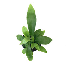 Load image into Gallery viewer, Fern, 4in, Elkhorn Dwarf - Floral Acres Greenhouse &amp; Garden Centre
