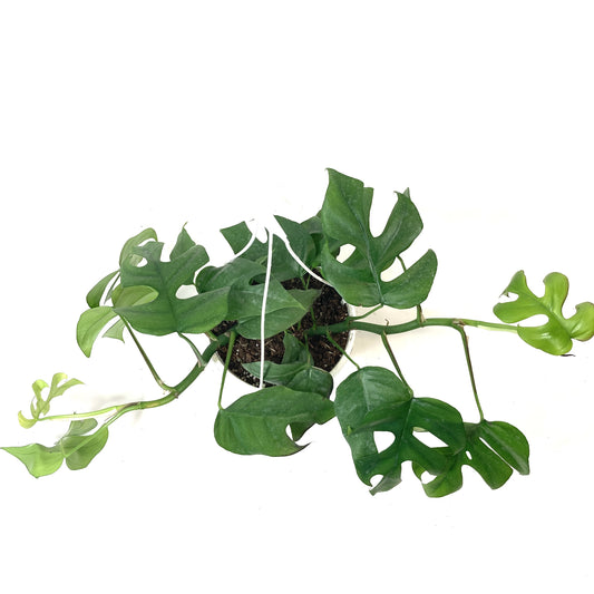 Rhaphidophora, 8in HB, Tetrasperma/Monstera Minima - Floral Acres Greenhouse & Garden Centre