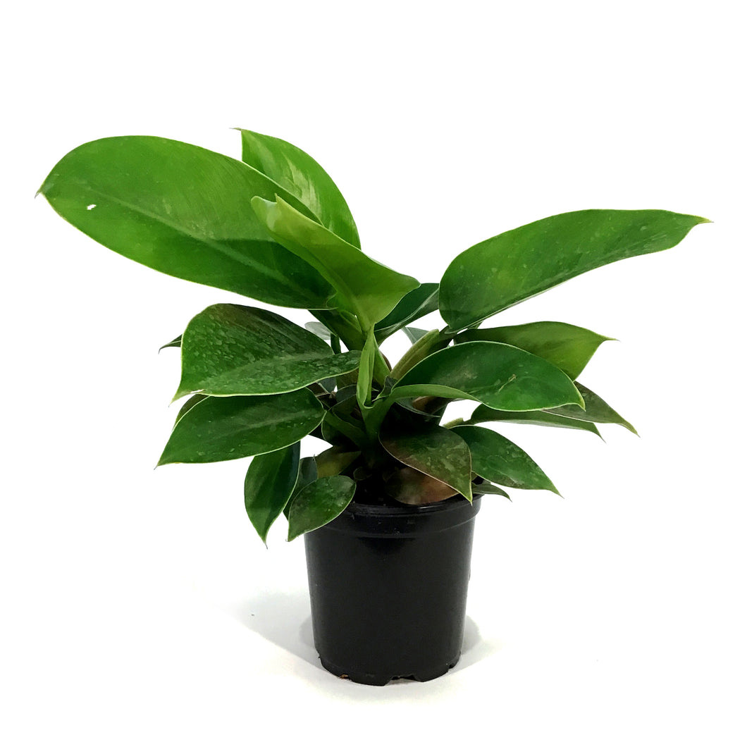 Philodendron, 4in, Imperial Green