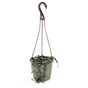 String of Hearts, 6in HB, Ceropegia woodii