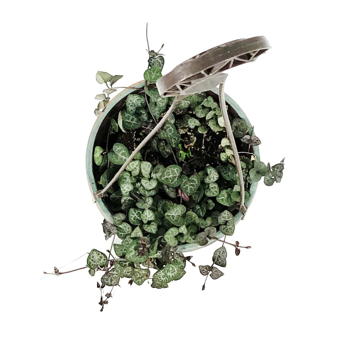 String of Hearts, 6in HB, Ceropegia woodii