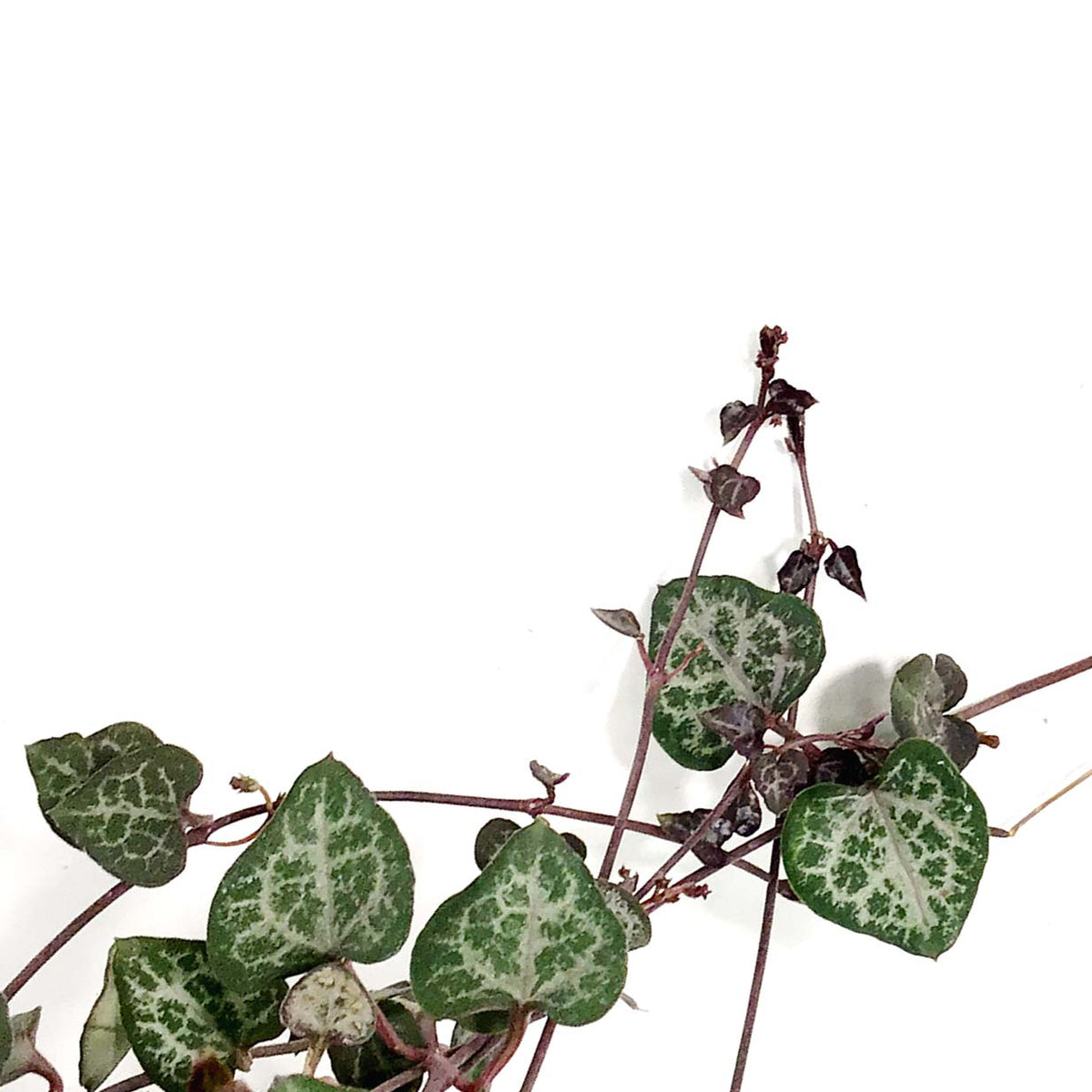 String of Hearts, 6.5in HB, Ceropegia woodii