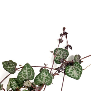String of Hearts, 6in HB, Ceropegia woodii